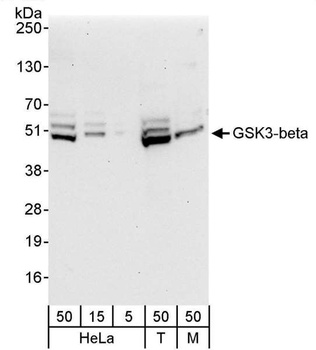 Rabbit GSK3-beta Antibody