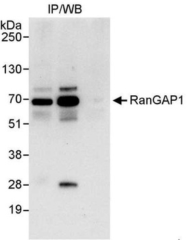Rabbit anti-RanGAP1 Antibody
