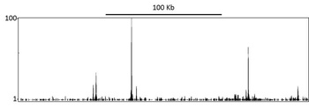 Rabbit beta Catenin Antibody