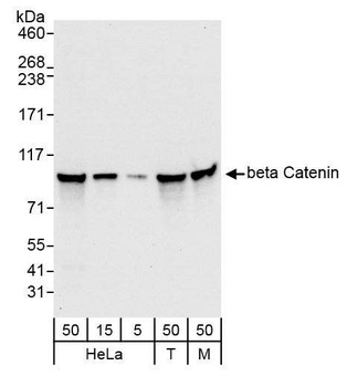 Rabbit beta Catenin Antibody