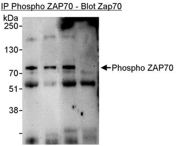 Rabbit Phospho ZAP70 (Y319) Antibody