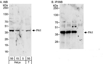 Rabbit PA1 Antibody