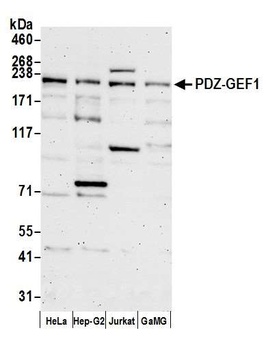 Rabbit anti-PDZ-GEF1 Antibody
