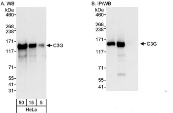 Rabbit C3G Antibody