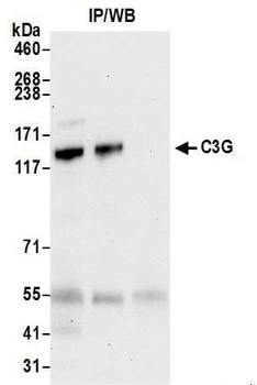 Rabbit C3G Antibody