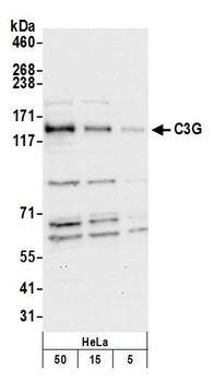 Rabbit C3G Antibody