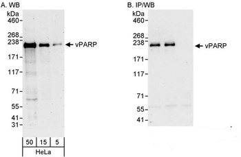 Rabbit vPARP Antibody