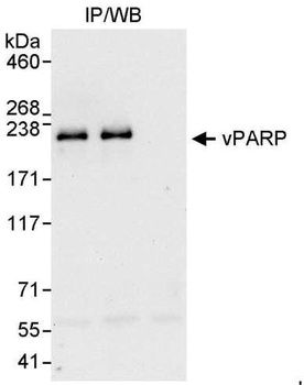 Rabbit vPARP Antibody