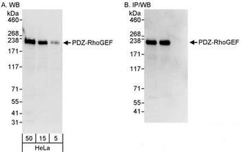 Rabbit PDZ-RhoGEF Antibody