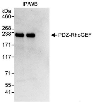 Rabbit PDZ-RhoGEF Antibody