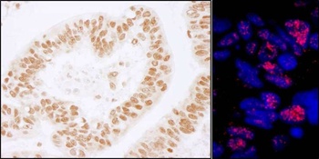 Rabbit PLRG1 Antibody