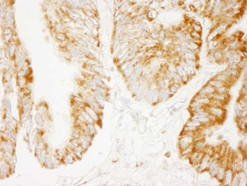 Rabbit COX4 Antibody