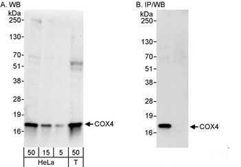 Rabbit COX4 Antibody