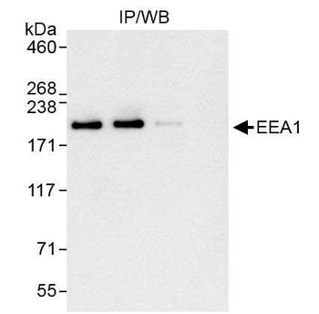 Rabbit EEA1 Antibody