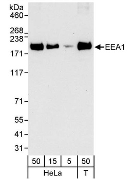 Rabbit EEA1 Antibody
