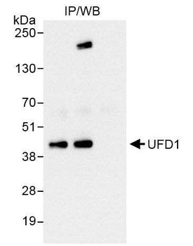 Rabbit UFD1 Antibody