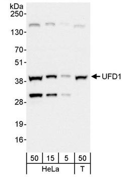 Rabbit UFD1 Antibody