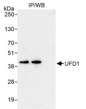 Rabbit UFD1 Antibody