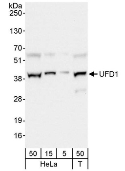 Rabbit UFD1 Antibody