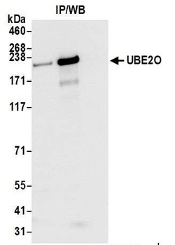 Rabbit UBE2O Antibody