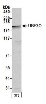 Rabbit UBE2O Antibody