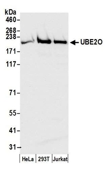 Rabbit UBE2O Antibody