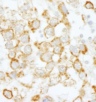 Rabbit eIF4H Antibody