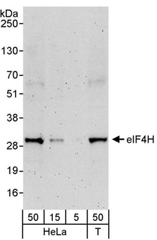 Rabbit eIF4H Antibody
