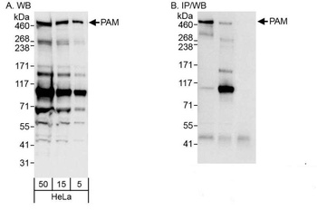 Rabbit PAM Antibody