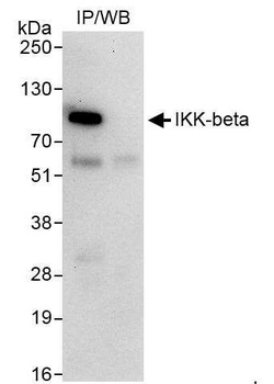 Rabbit IKK-beta Antibody