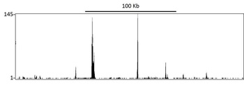 Rabbit RelA Antibody