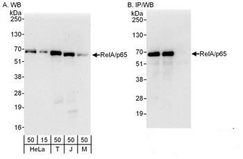Rabbit RelA Antibody