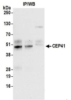 Rabbit CEP41 Antibody