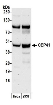 Rabbit CEP41 Antibody