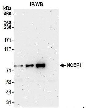 Rabbit NCBP1/CBP80 Antibody
