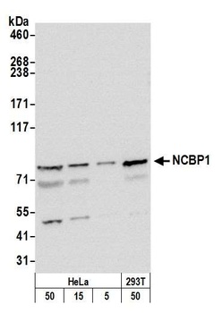Rabbit NCBP1/CBP80 Antibody