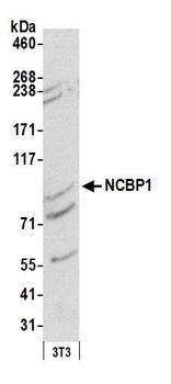 Rabbit NCBP1/CBP80 Antibody