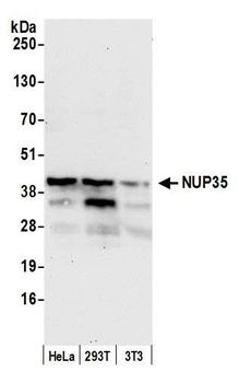 Rabbit NUP35 Antibody