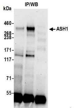 Rabbit ASH1 Antibody