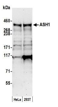 Rabbit ASH1 Antibody