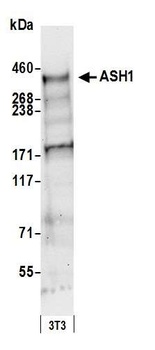 Rabbit ASH1 Antibody