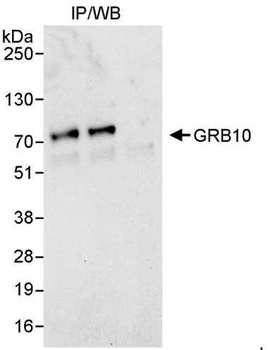 Rabbit GRB10 Antibody