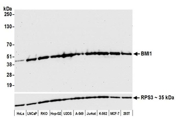 Rabbit BMI1 Antibody