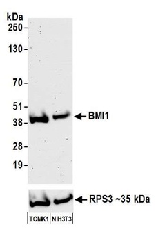 Rabbit BMI1 Antibody