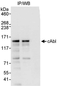 Rabbit cAbl Antibody