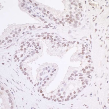 Rabbit MAZ/SAF-1 Antibody