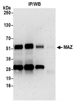 Rabbit MAZ/SAF-1 Antibody