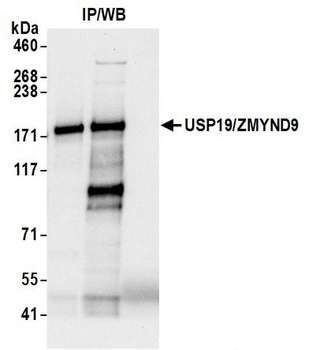 Rabbit anti-USP19/ZMYND9 Antibody