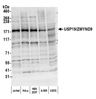Rabbit anti-USP19/ZMYND9 Antibody