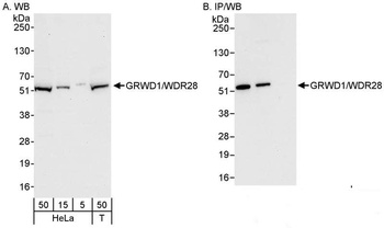 Rabbit GRWD1/WDR28 Antibody
